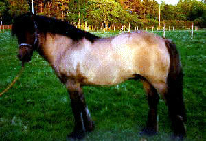 PONEI SCOTIAN